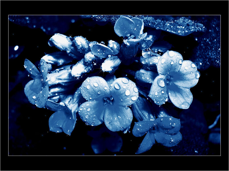 Blue Flowers with Water Droplets — Dramatic, Photograph