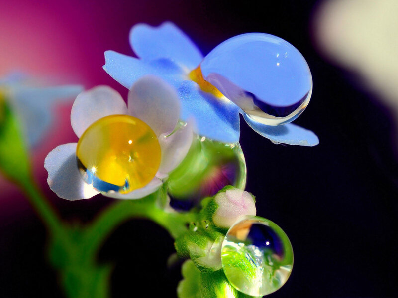 Blue Flowers with Water Droplets — Dramatic, Photograph, Water Droplets