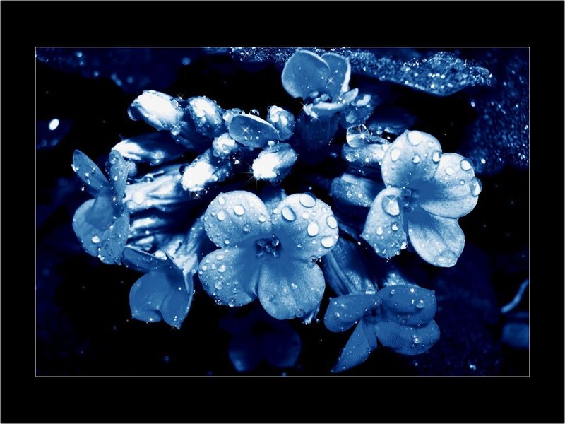 Blue Flowers with Water Droplets — Dramatic