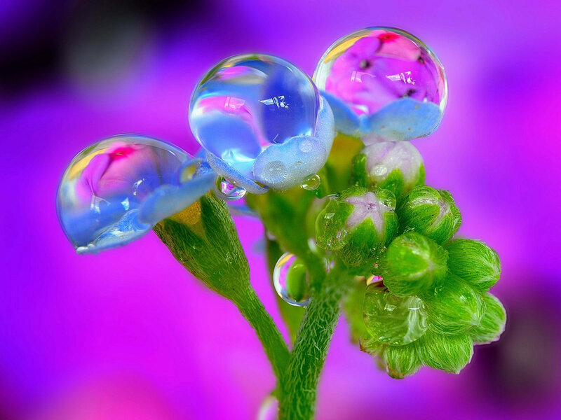 Blue Flowers with Water Droplets — Purple, Vibrant