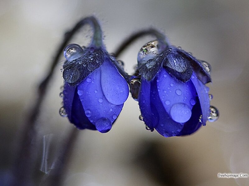 Blue Flowers with Water Droplets — Serene, Morning, Photograph