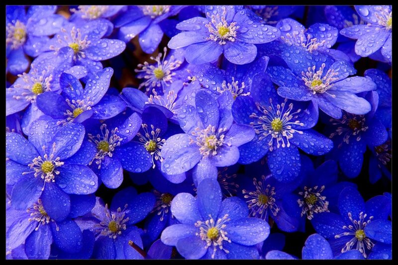 Blue Flowers with Water Droplets — Serene, Spring