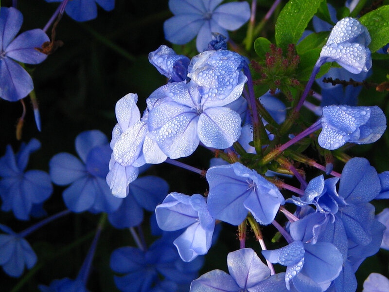 Blue Flowers with Water Droplets — Serene