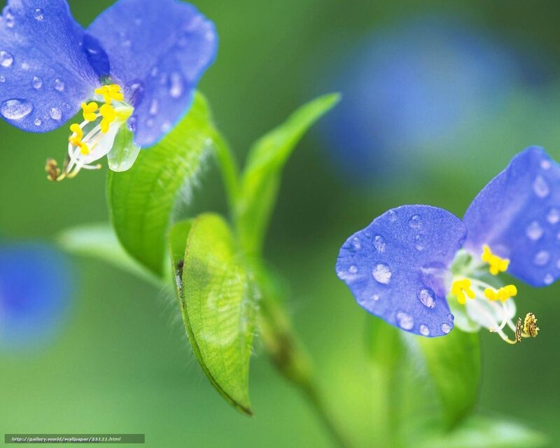Blue flowers with water droplets