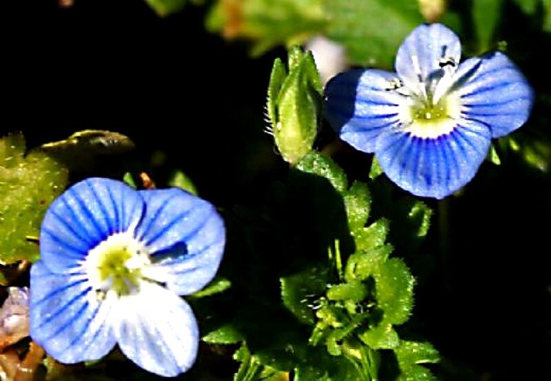 blue flowers with white centers