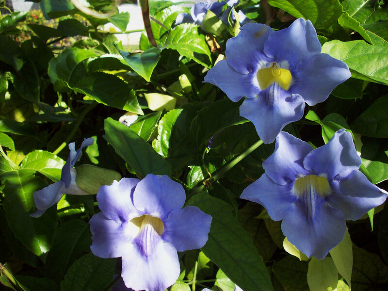 blue flowers with yellow centers