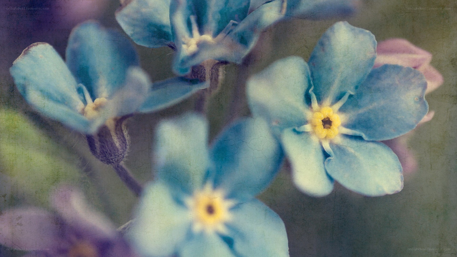 blue flowers with yellow centers