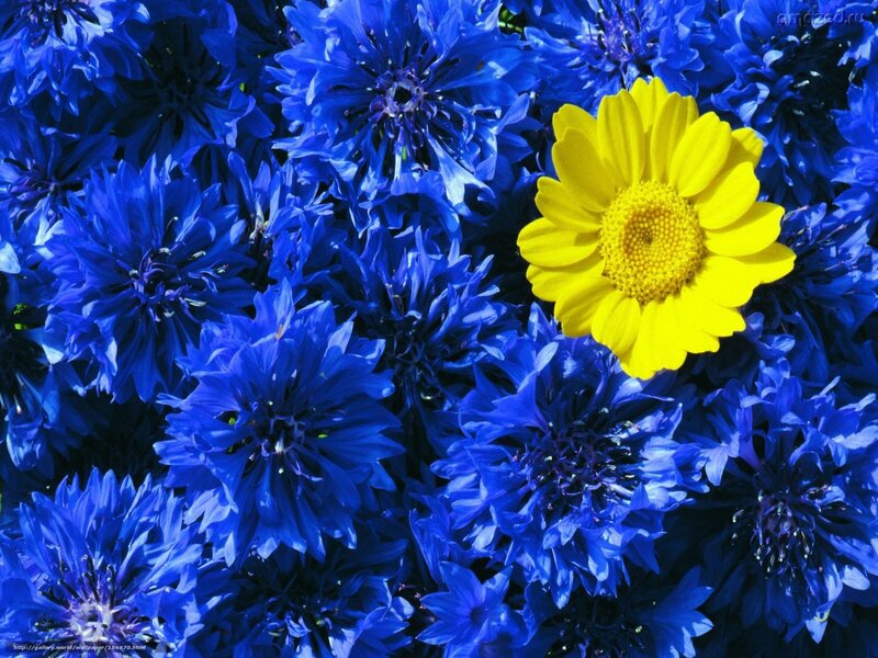 Blue flowers with yellow daisy