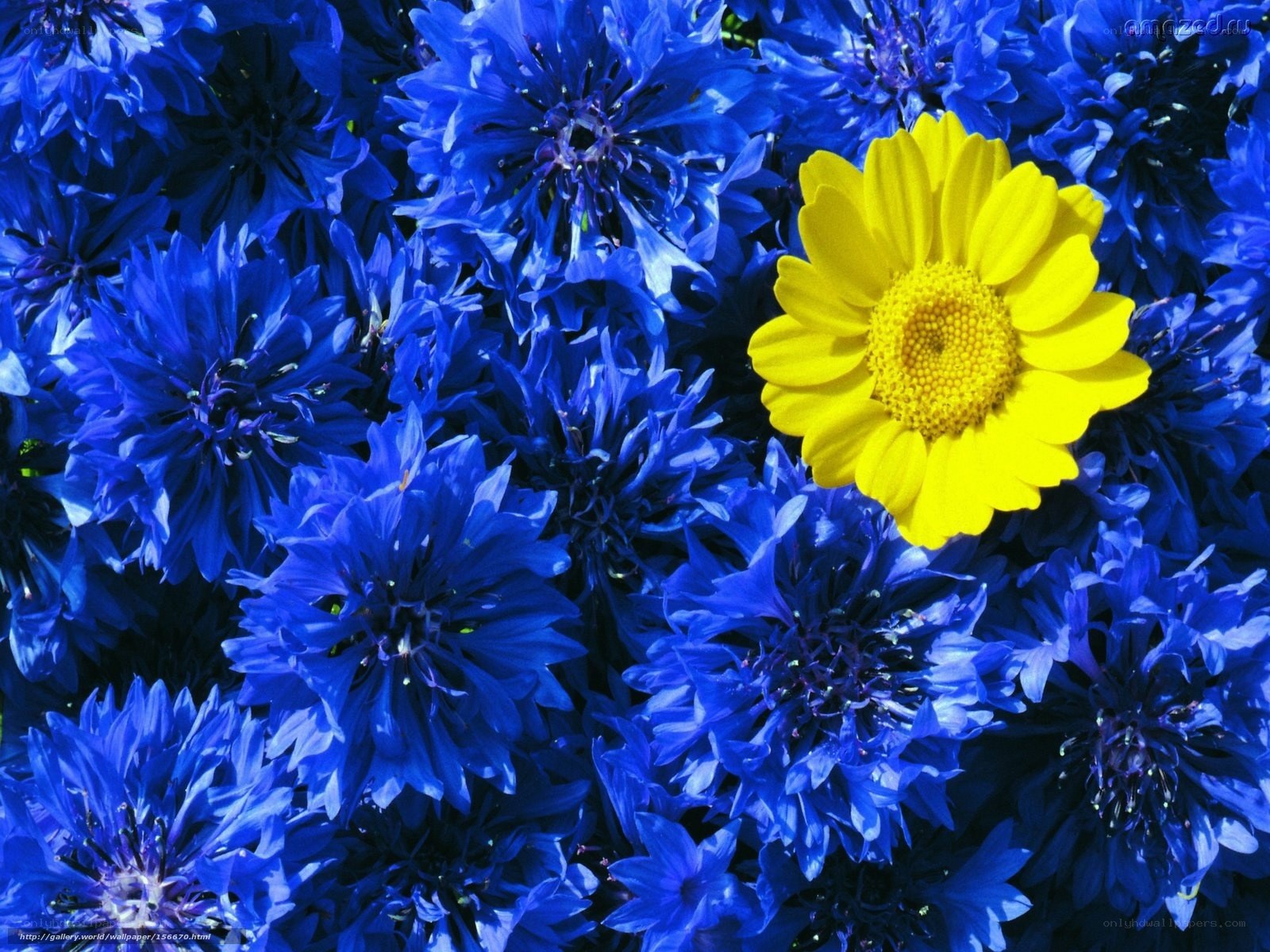 Blue flowers with yellow daisy