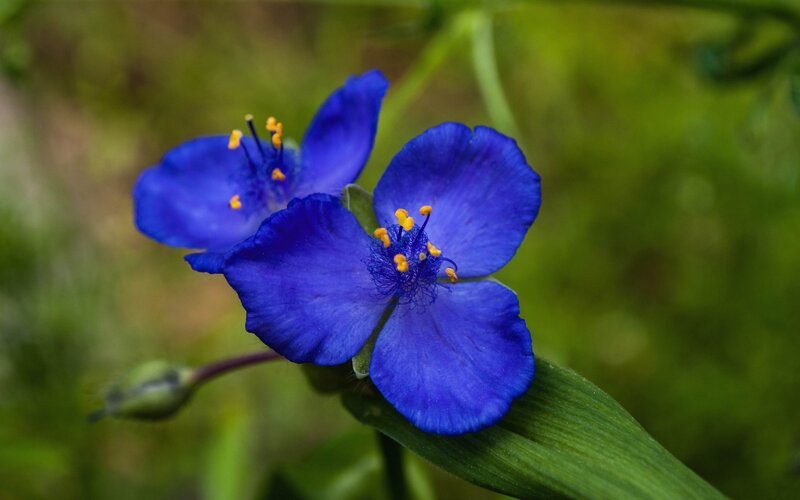 Blue Flowers with Yellow Stamens — Serene, Photograph