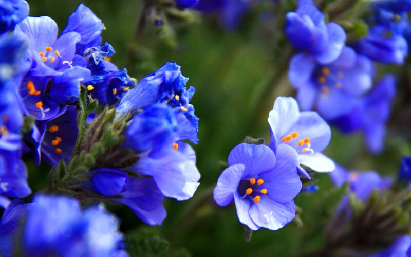 Blue Flowers with Yellow Stamens — Serene