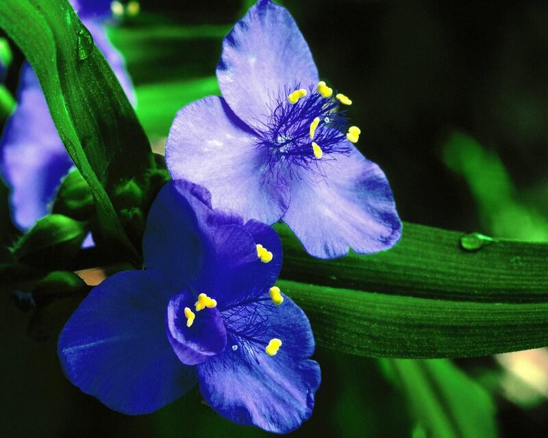blue flowers with yellow stamens