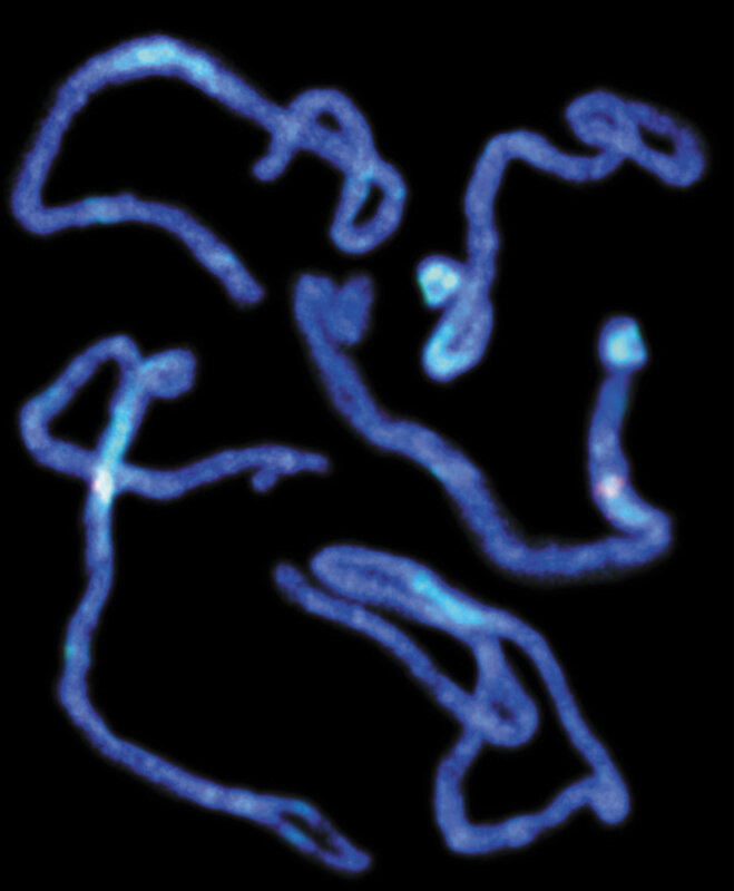 Blue fluorescent microtubules