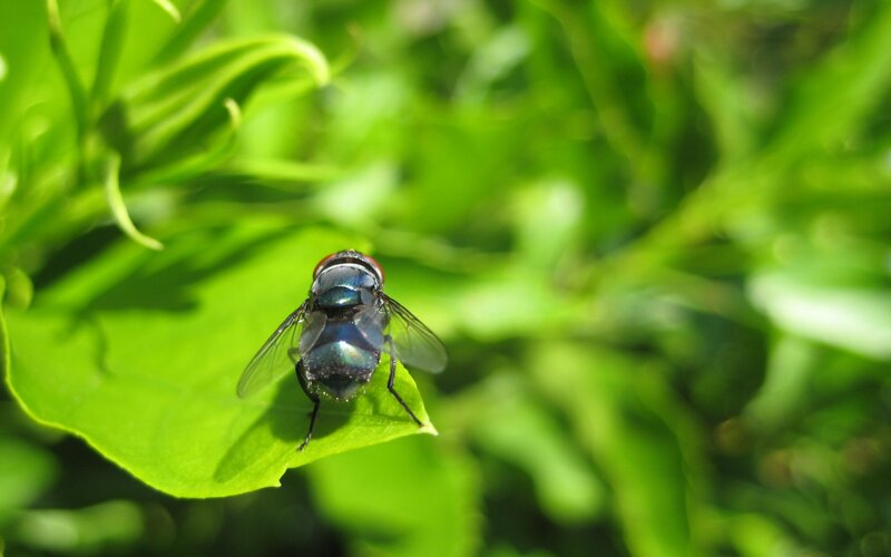 Blue Fly on Leaf — Green