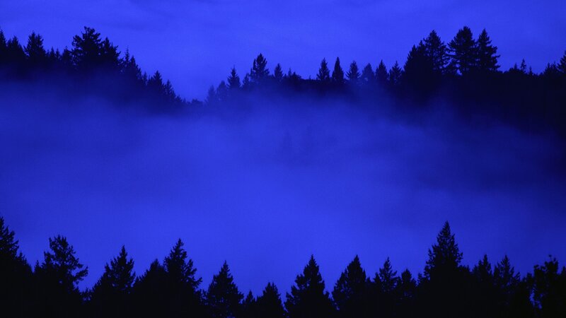 Blue fog over forest silhouette