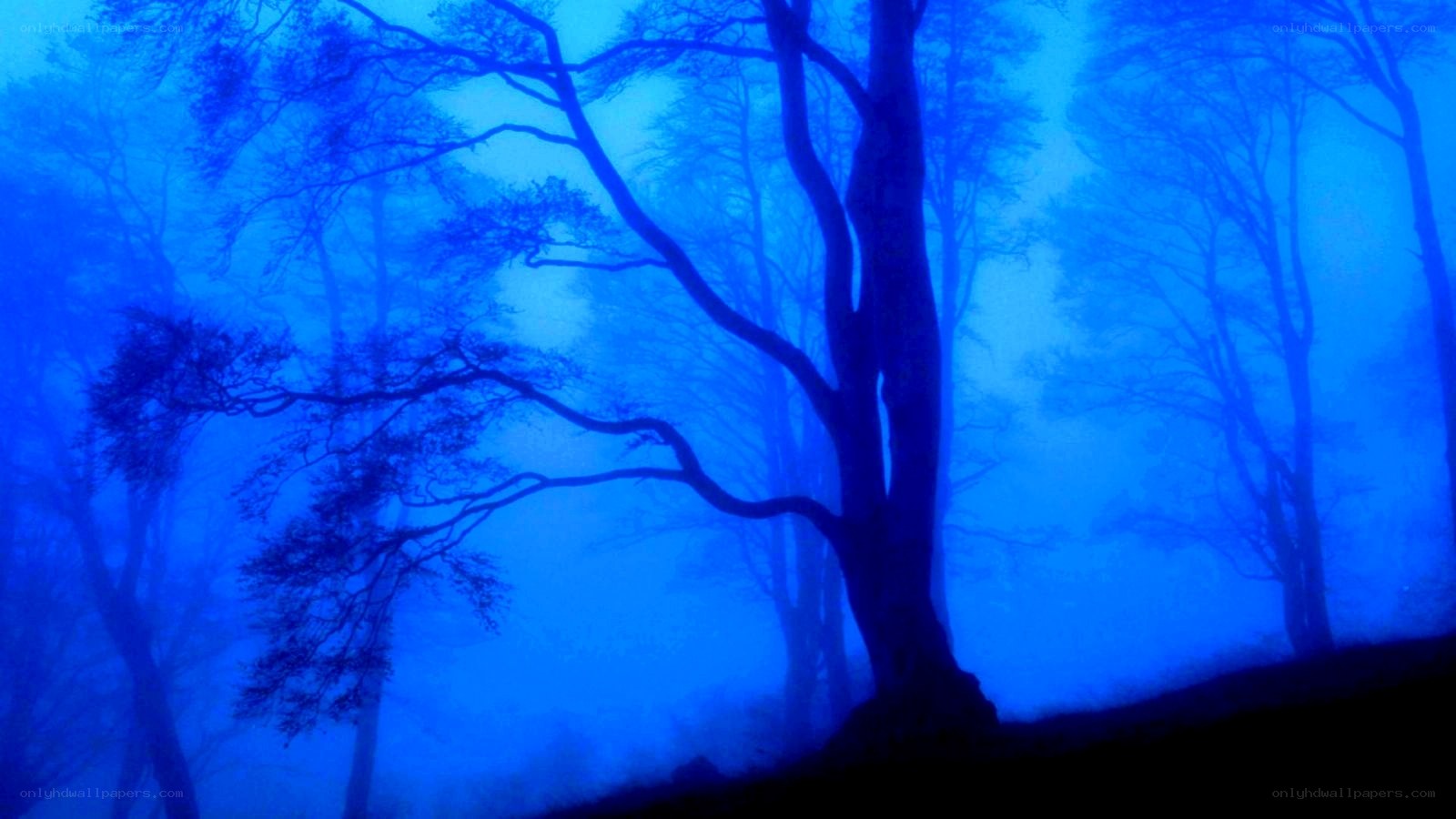 blue foggy forest scene