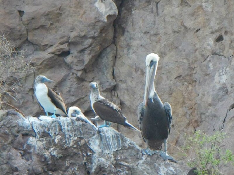 Blue-footed Boobies and Pelican