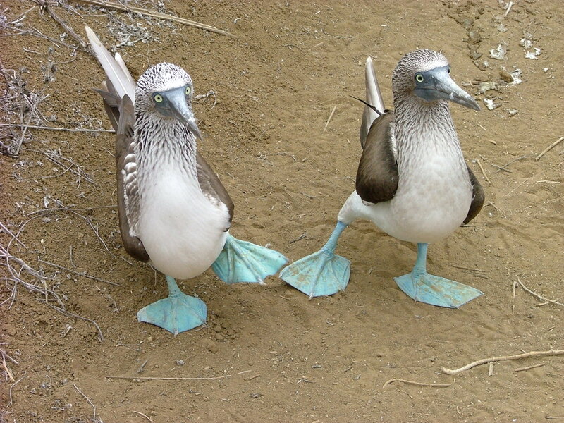 Blue-footed Boobies — Brown, Natural