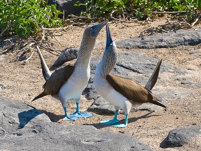 Blue-footed Boobies — Brown