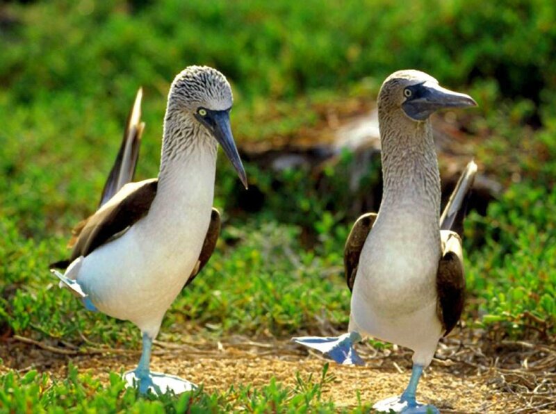 Blue-footed Boobies — Green