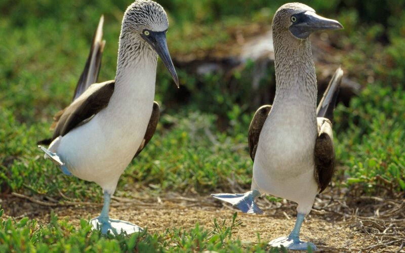 Blue-footed boobies in the wild