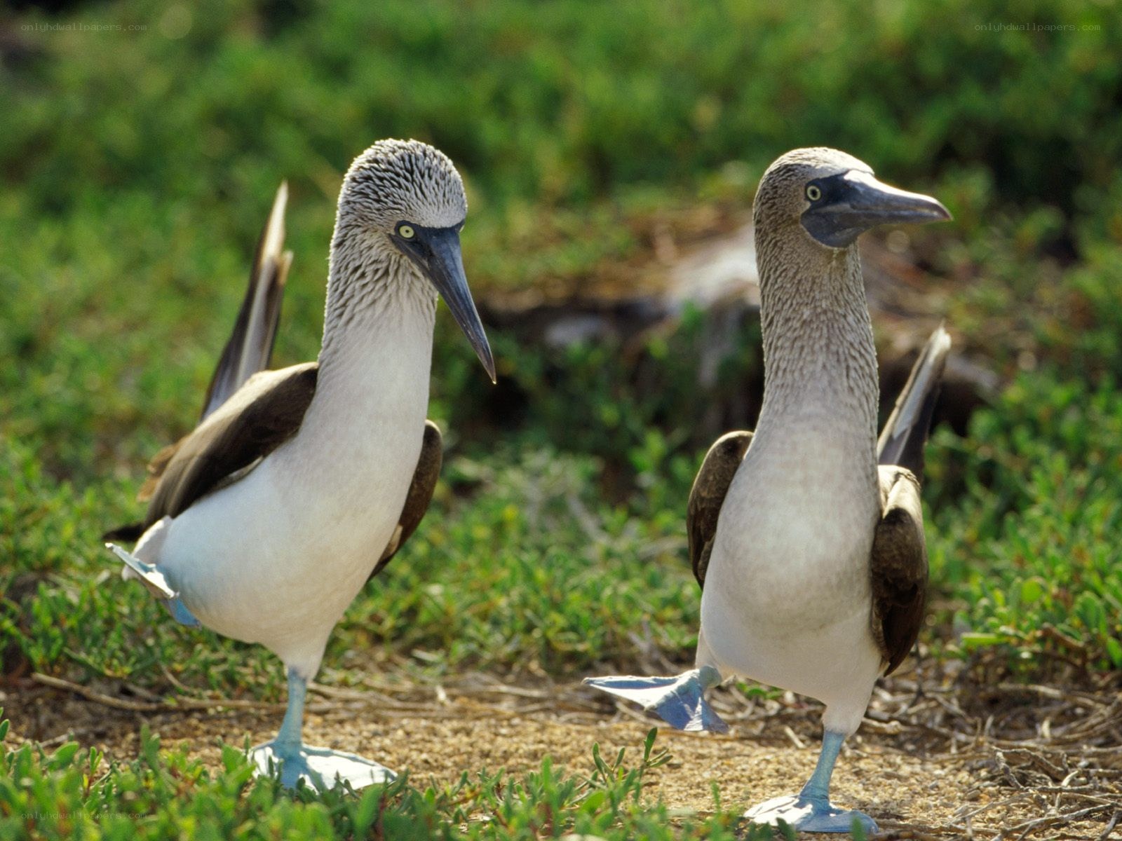 Blue-footed boobies in the wild