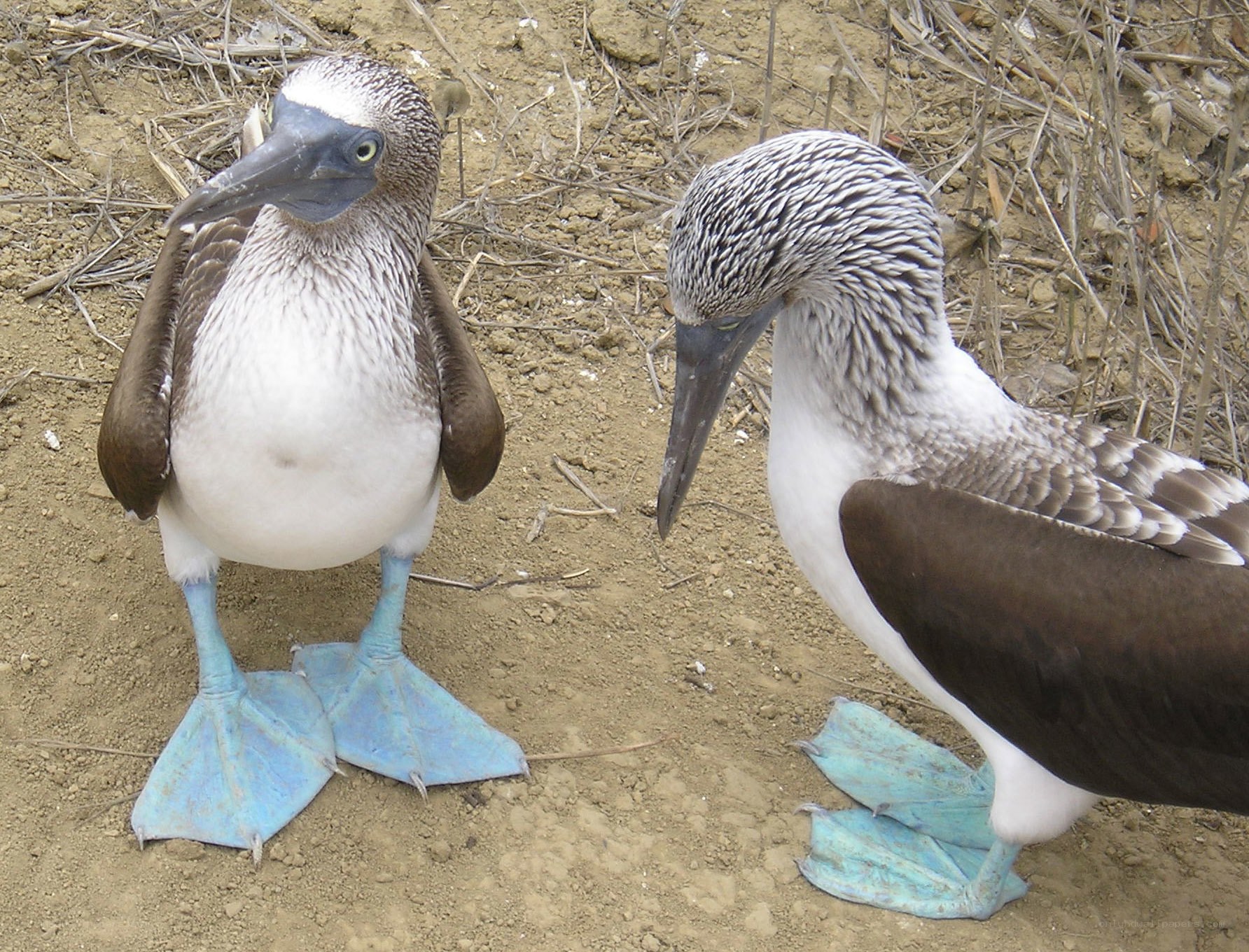 Blue-footed boobies interacting