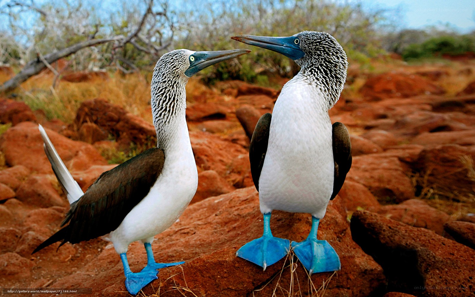 Blue-footed boobies interacting