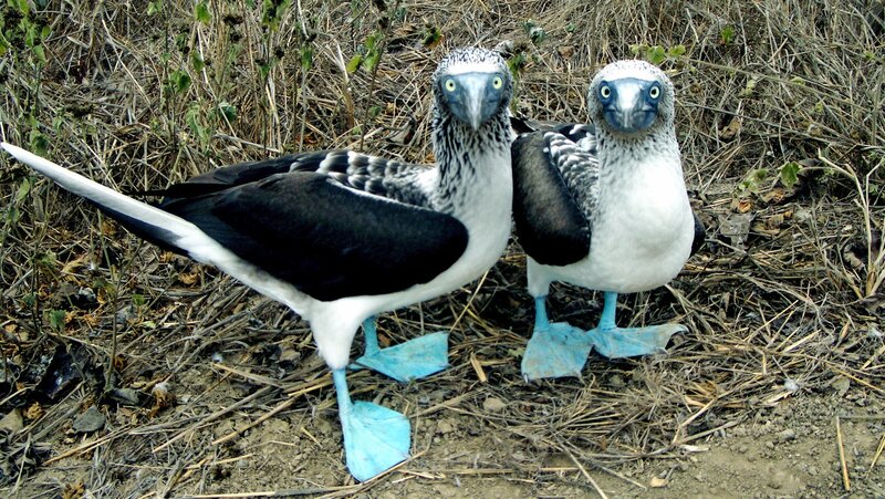 Blue-footed boobies on ground