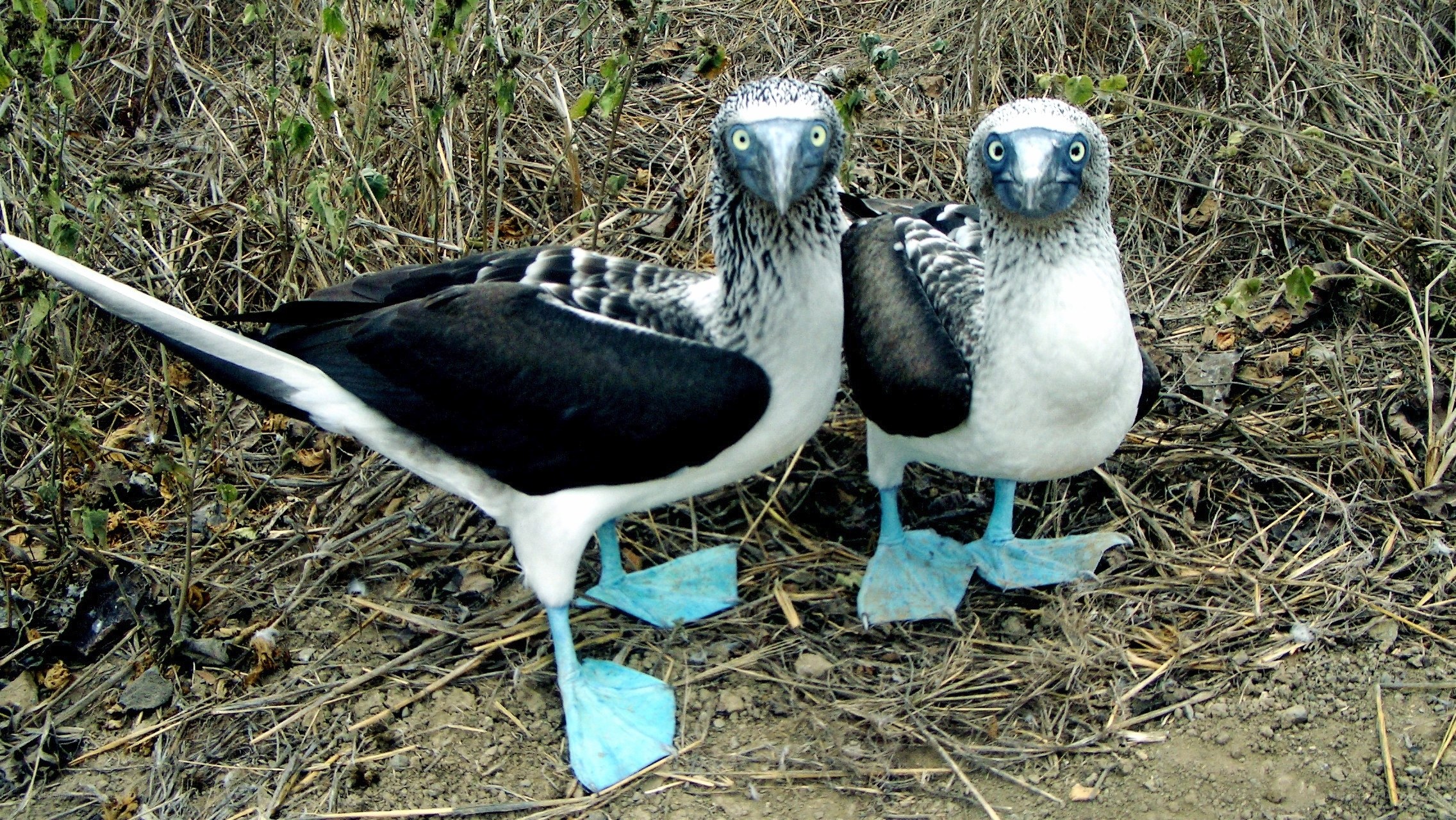 Blue-footed boobies on ground