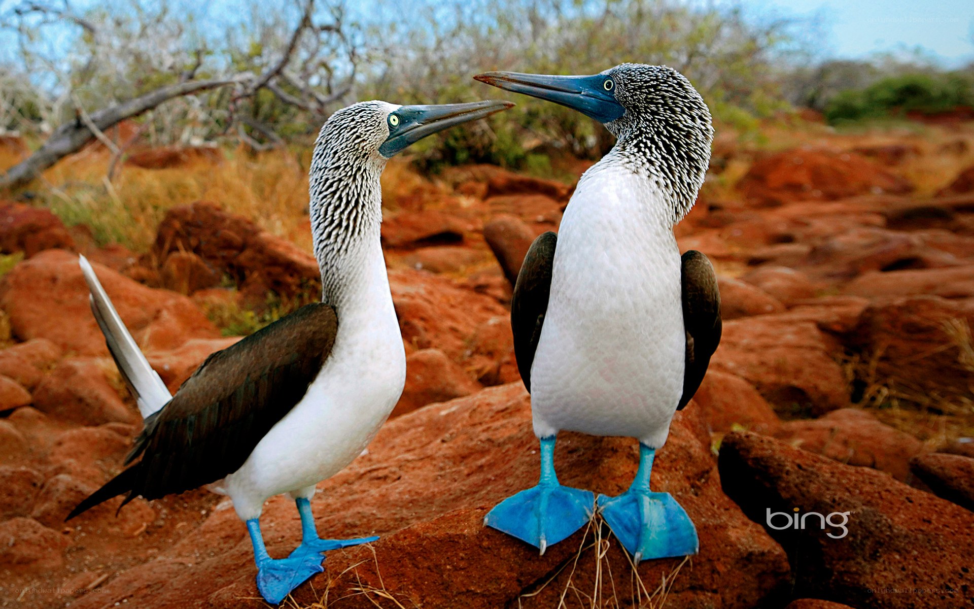 Blue-footed boobies on red rocks