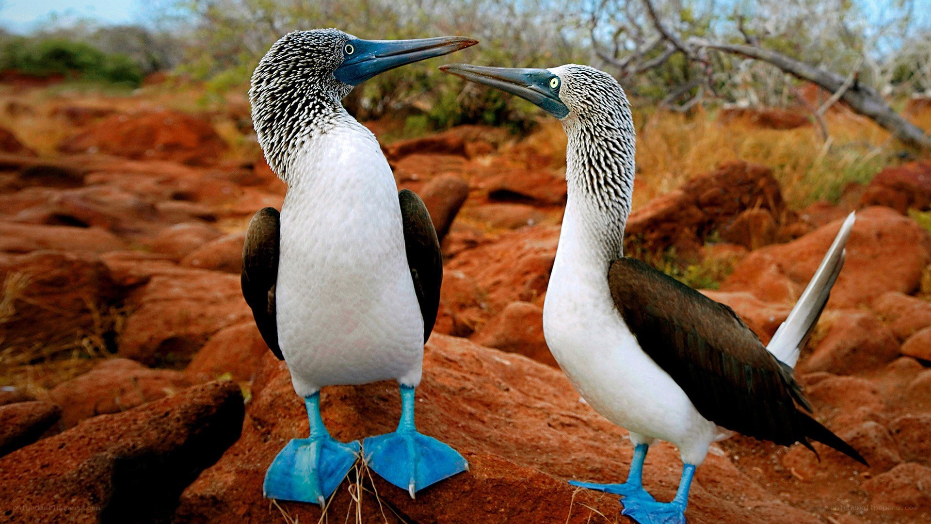 Blue-footed boobies on red rocks
