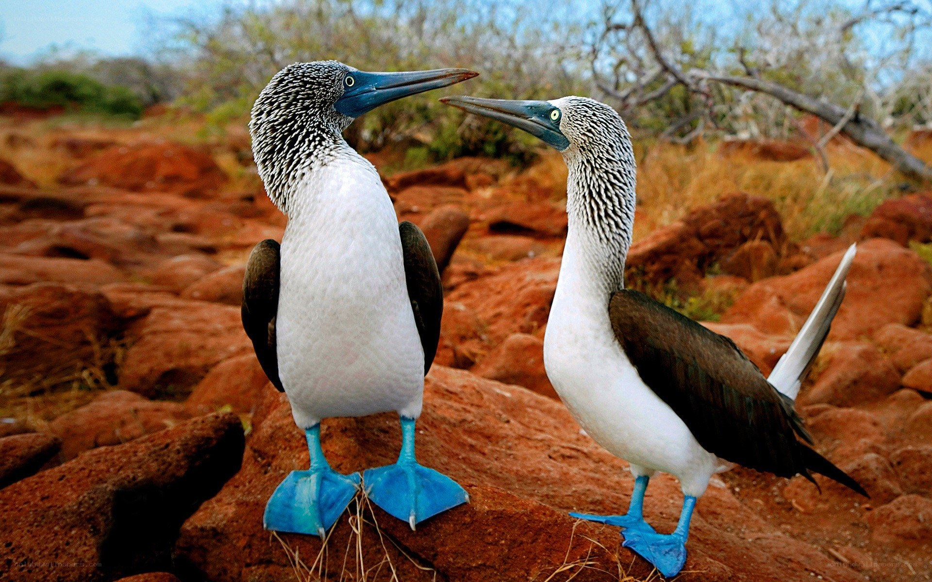 Blue-footed boobies on rocks