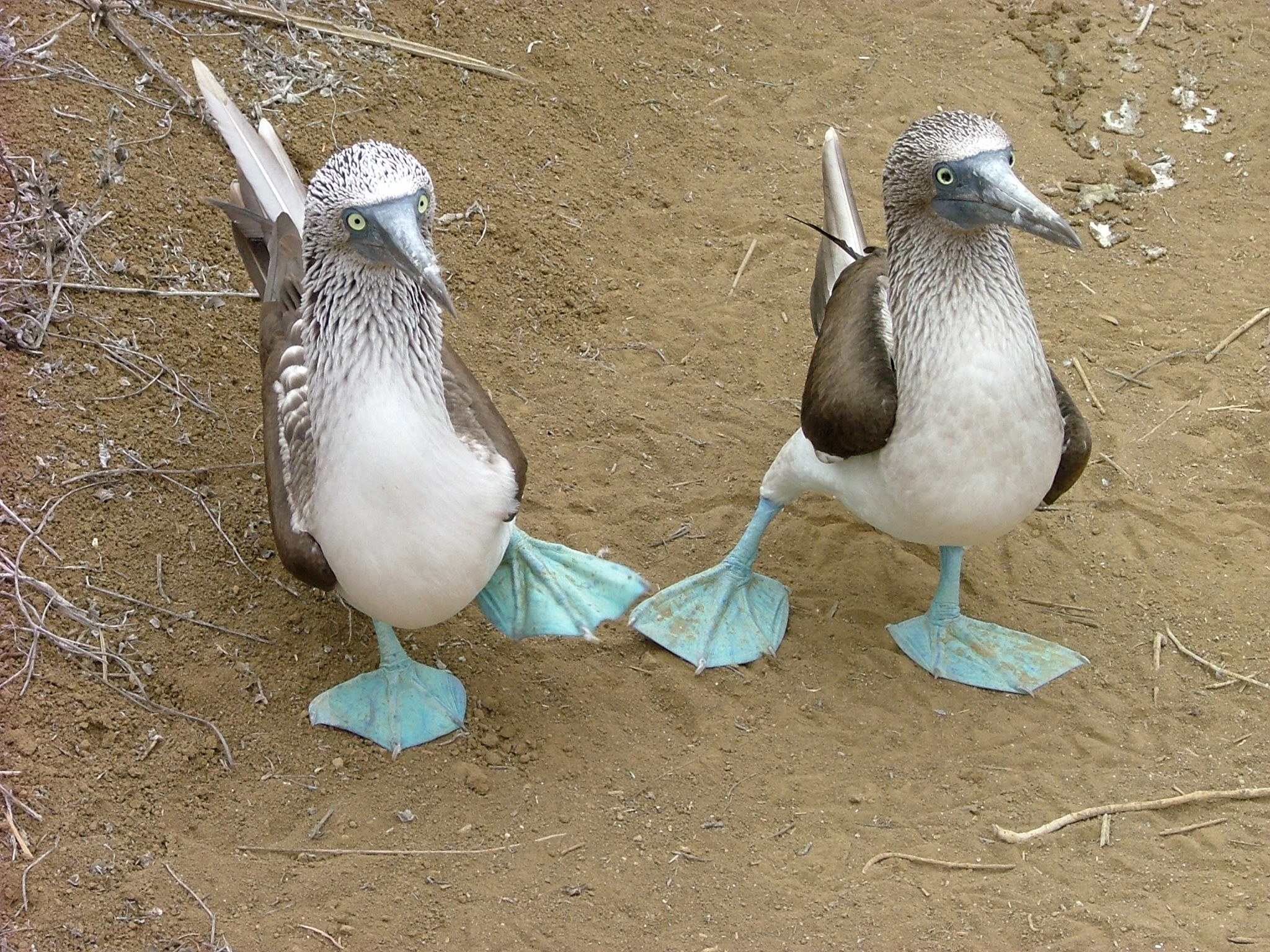 Blue-footed boobies on sand