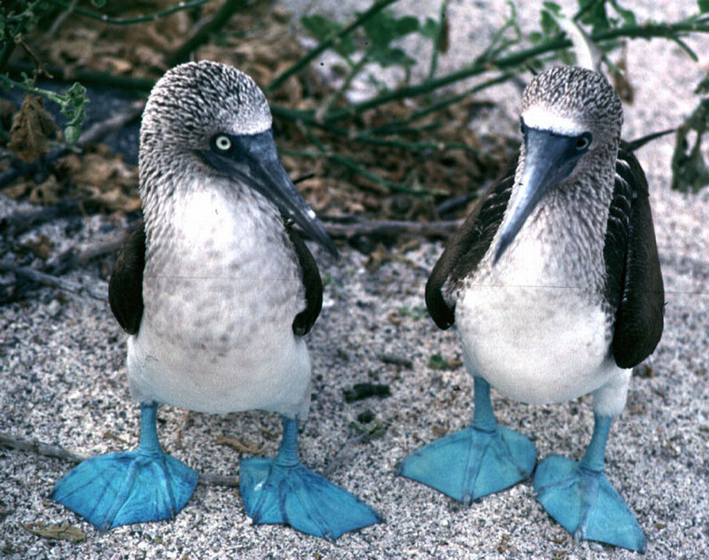 Blue-footed boobies on sand