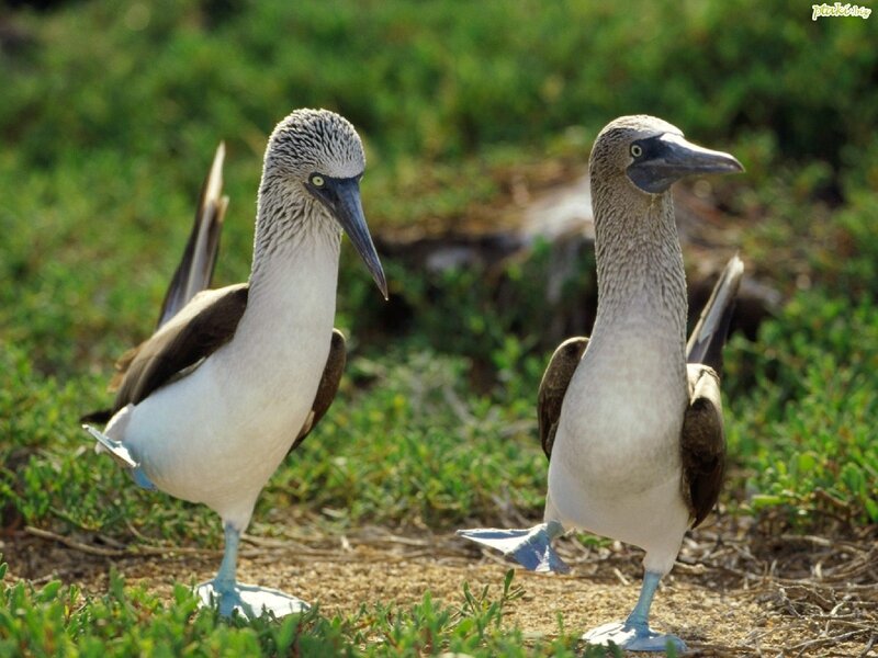 Blue-footed boobies on the ground