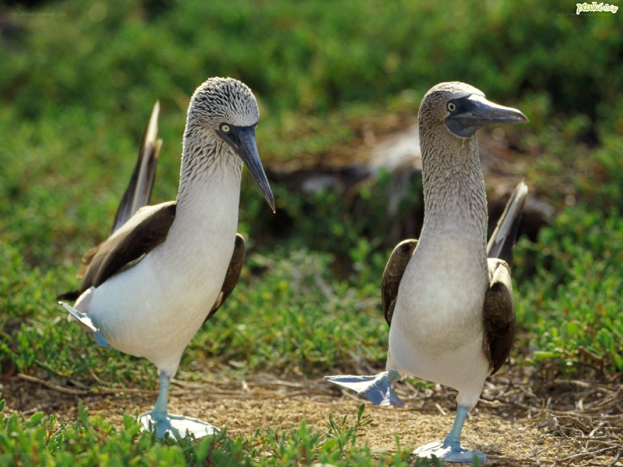 Blue-footed boobies on the ground