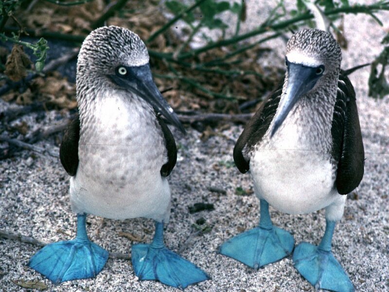 Blue-footed boobies standing