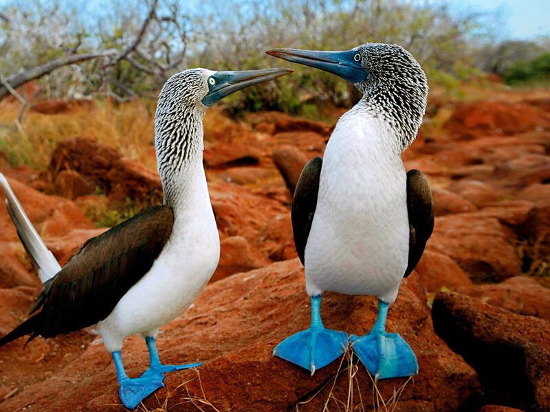 Blue-footed Boobies