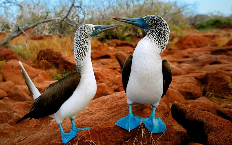 Blue-footed Boobies — White, Natural, Afternoon, Photograph, Birds, Rocks