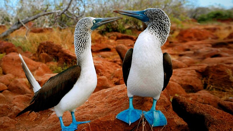 Blue-footed Boobies — White, Natural, Afternoon, Photograph, Birds