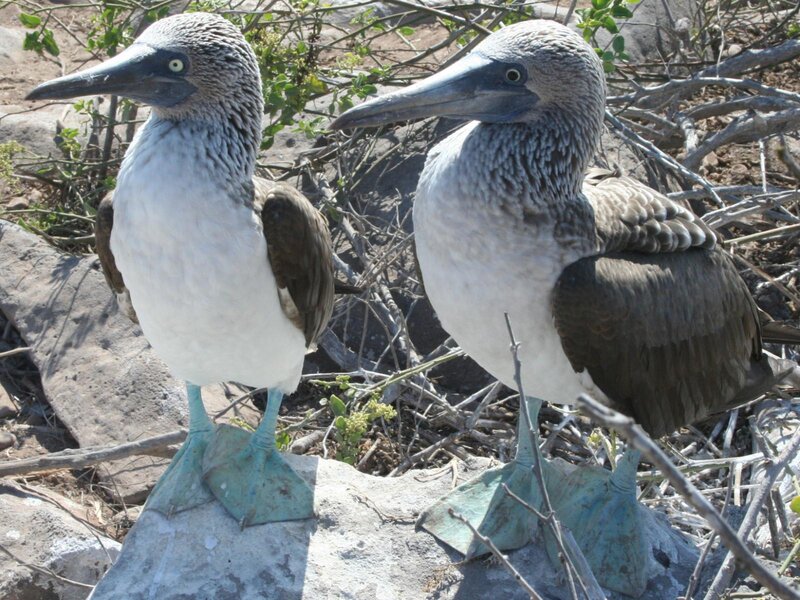 Blue-footed Boobies — White, Natural, Afternoon