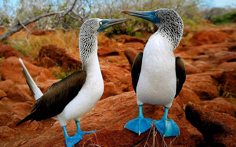 Blue-footed Boobies — White