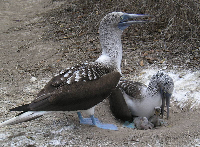 Blue-footed boobies with chicks