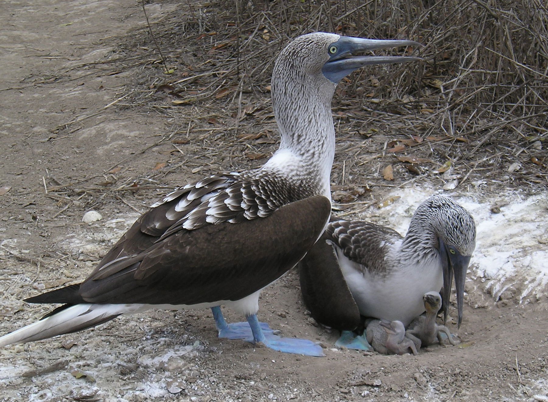Blue-footed boobies with chicks