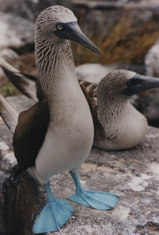 Blue-footed booby bird