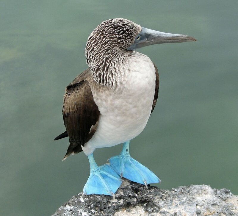 Blue-footed Booby Bird — Blue