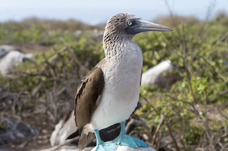 Blue-footed booby bird
