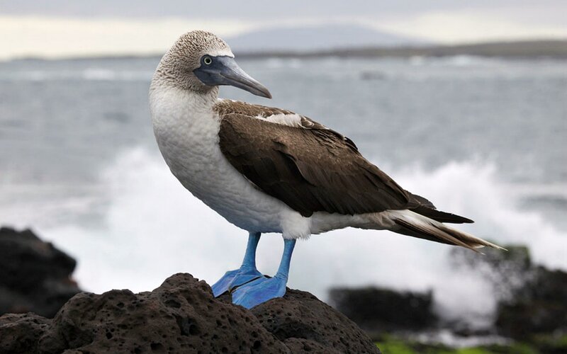 Blue-footed Booby Bird — White