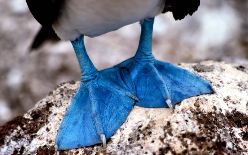 Blue-footed Booby — Blue